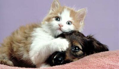 cropped kitten and puppy e1738376615969