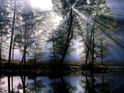 natur wald betrachtung bayou hintergrundbild e1737469540110