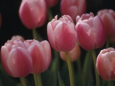 paul damien close view of tulips blooming in the chicago botanic garden e1737904930665