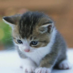 sad-kitty