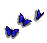 IFAS butterflies