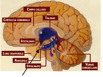 Subconscio e mente cosciente