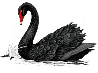 black swan