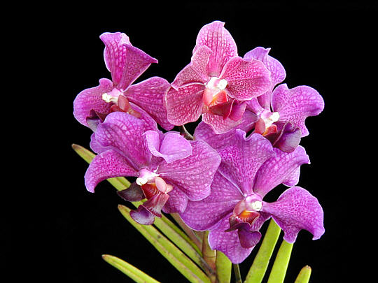 vanda