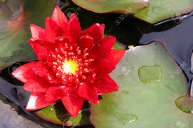 Lotus flower