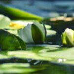 armenia_water_lily-wallpaper-3840×2400