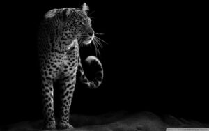 leopard black and white wallpaper 1920x1200 1