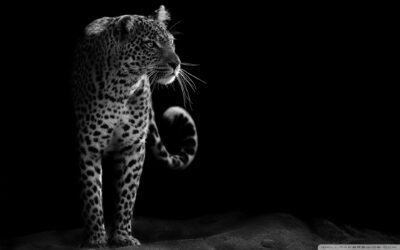 leopard black and white wallpaper 1920x1200 1 e1737928611387