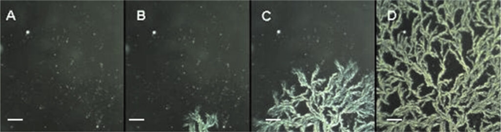 Grafene cristallizzato