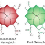 Hemo-Chloro_Small