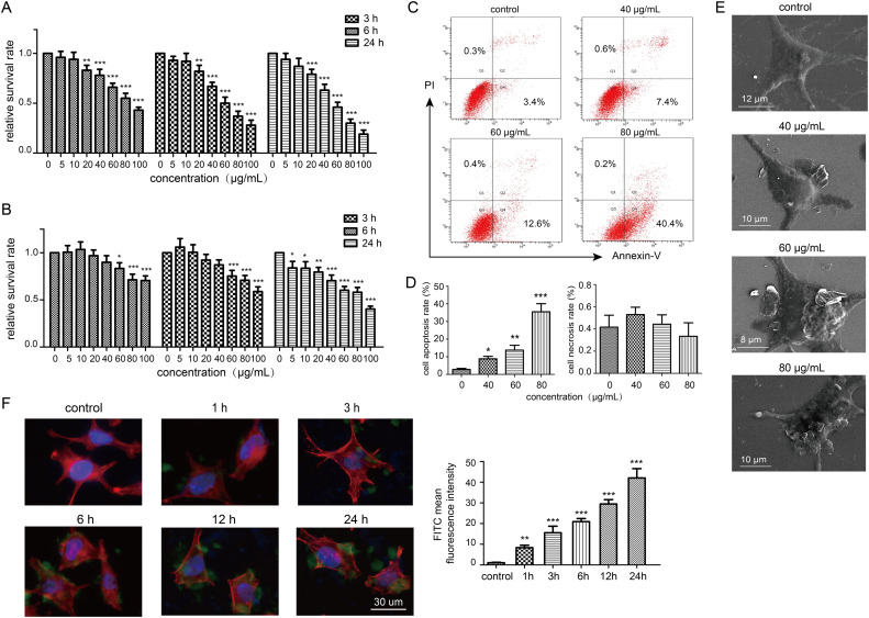 N-Acetylcysteine and mitochondrial homeostasis