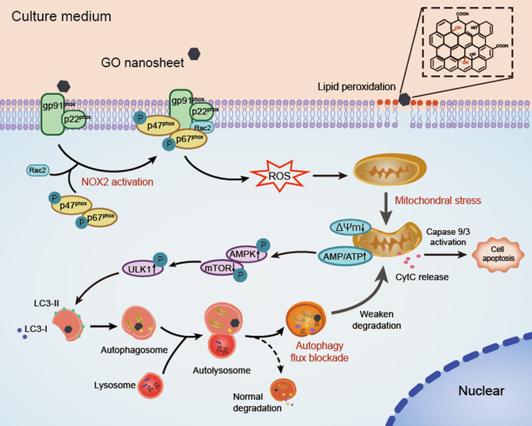 N-Acetylcysteine and mitochondrial homeostasis