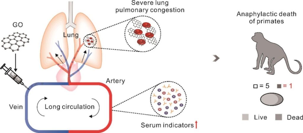 Graphene oxide in blood causes anaphylactic death in primates