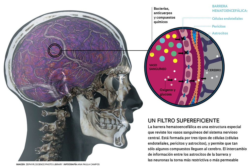 Reduced graphene oxide and effects on the central nervous system