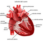 cuore7-1