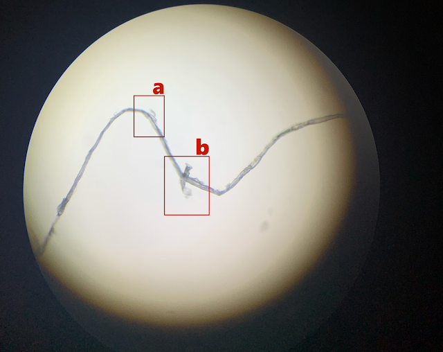 Nanopolpi e nanotubi di carbonio/grafene