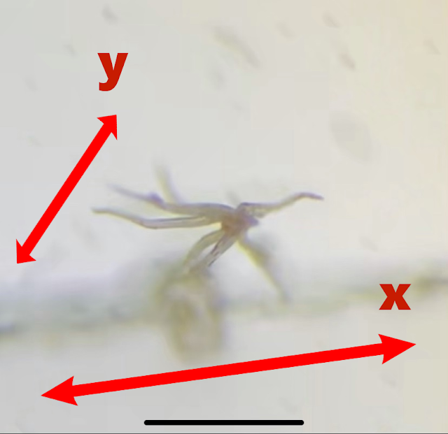 Nanopolpi e nanotubi di carbonio/grafene