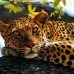 leopard_in_tree_4-wallpaper-1680×1050