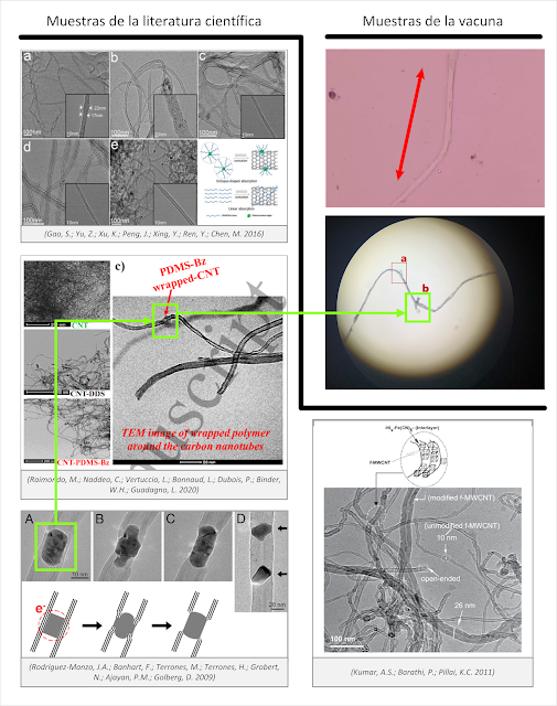 Nanopolpi e nanotubi di carbonio/grafene