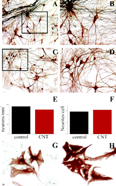 Nanopolpi e nanotubi di carbonio/grafene