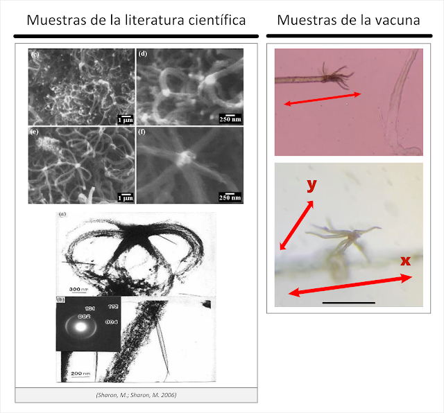 Nanopolpi e nanotubi di carbonio/grafene