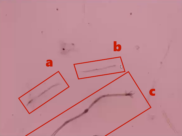 Nanopolpi e nanotubi di carbonio/grafene