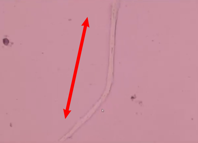 Nanopolpi e nanotubi di carbonio/grafene