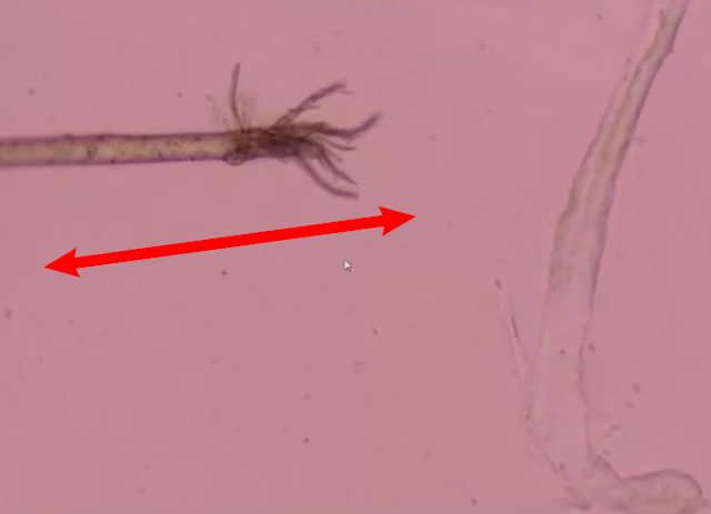 Nanopolpi e nanotubi di carbonio/grafene