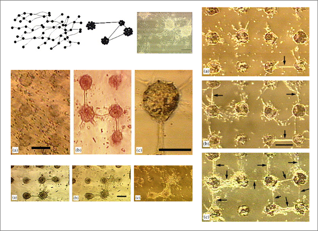 Nanopolpi e nanotubi di carbonio/grafene