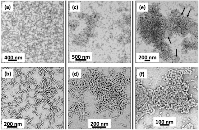 Nano-vermi colloidali semoventi 