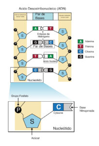 costruzione del DNA digitale in blocchi