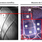 patronesPeanoVacunas2