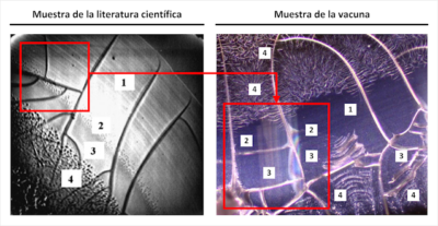 patronesPeanoVacunas2 e1637344794895