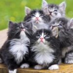 fluffy_kittens_2-wallpaper-1680×1050