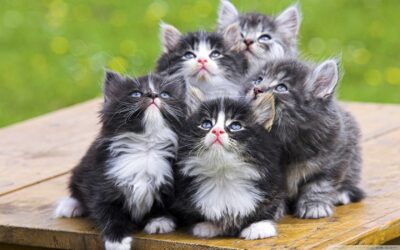 fluffy kittens 2 wallpaper 1680x1050 1 e1640443289229