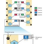 nucleotide