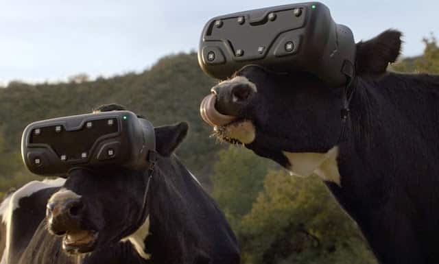 Cows Wear VR Glasses