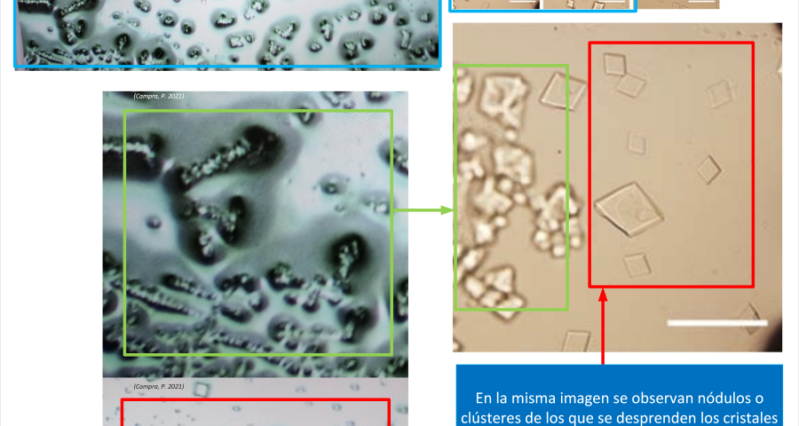 ADN cristales Campra Vacuna0 900x480 1