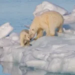 polarbear1_wikimedia_andreas-weith-photo-svalbard-sm