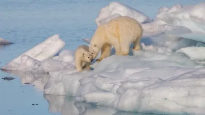 polarbear1 wikimedia andreas weith photo svalbard sm e1704895288190