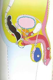 Massaggio prostatico