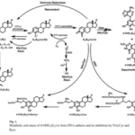 Il resveratrolo e la N-acetilcisteina inibiscono la fase iniziale dell'insorgenza dei tumori nelle cellule MCF-10F