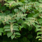 Reynoutria_japonica_in_Brastad_1