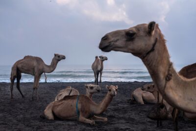 Somali camels are not endangered