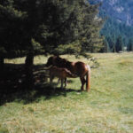 Vigo di Fassa0022