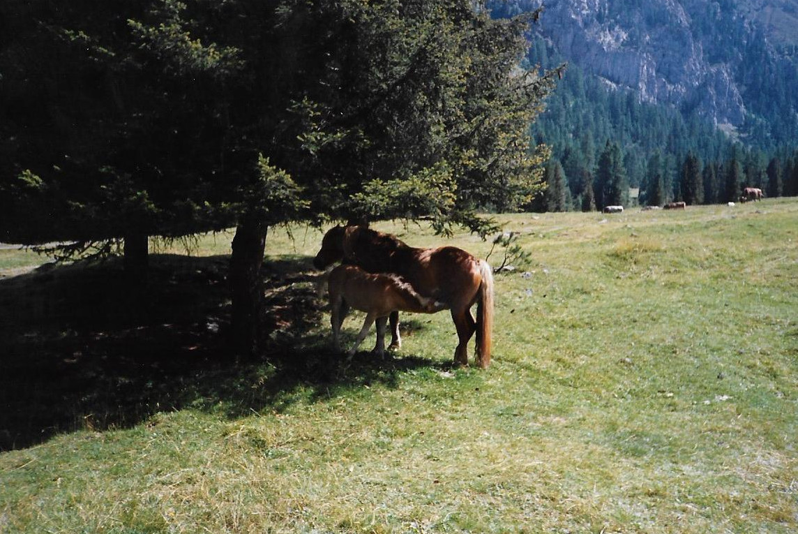 Vigo di Fassa0022